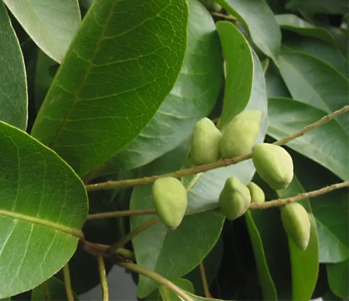 Close-up of Terminalia microcarpa (Kalumpit) leaves and unripe green fruits.