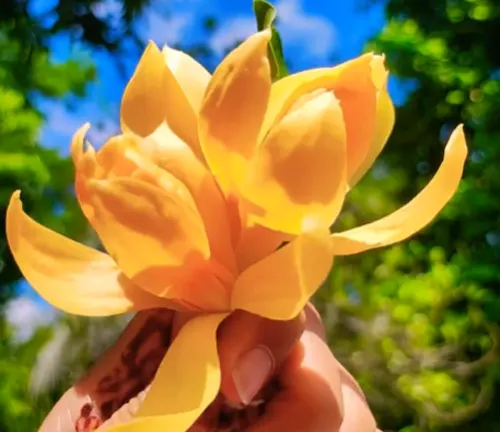 Hand holding vibrant yellow Cananga odorata var. macrophylla flowers against a sunny backdrop.