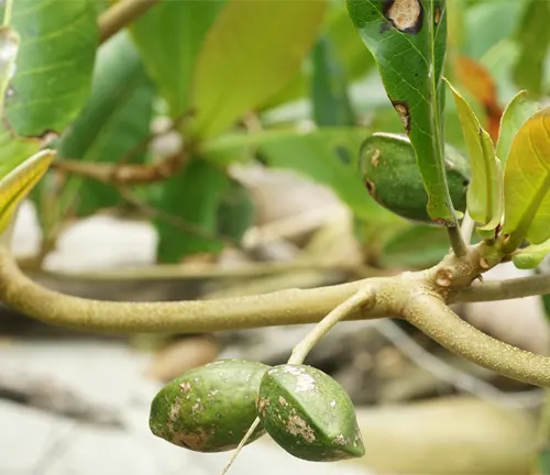 Close-up of Terminalia catappa (Talisay) branch with green fruits and leaves.