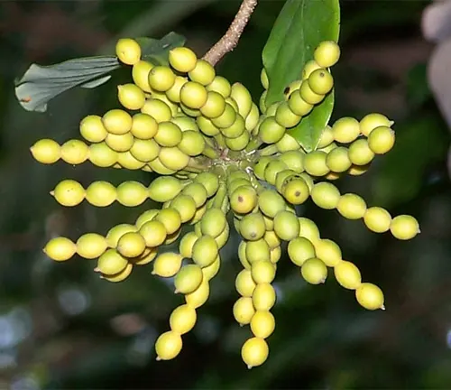 Cluster of unripe green fruits on a Cananga odorata var. macrophylla branch.