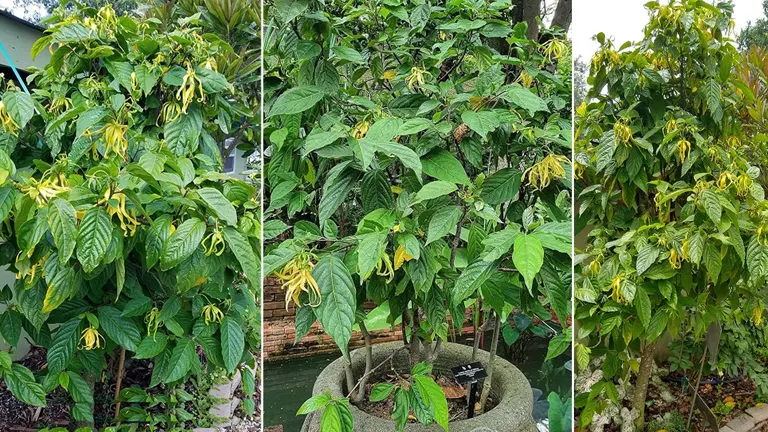 Three Ilang-Ilang trees with yellow flowers and dense green foliage in different settings.