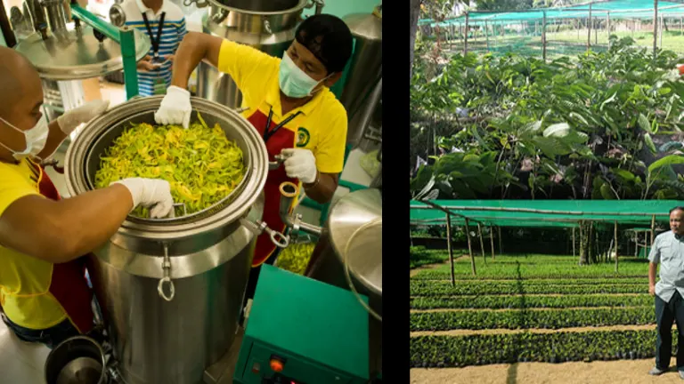 Processing Ilang-Ilang flowers for oil extraction and cultivating young Ilang-Ilang plants in a nursery.