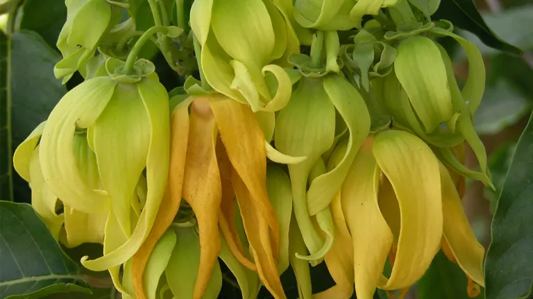 Close-up of Ilang-Ilang flowers in yellow and green stages.