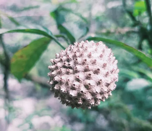 Close-up of spiky, round fruit on a Lisak Tree branch.