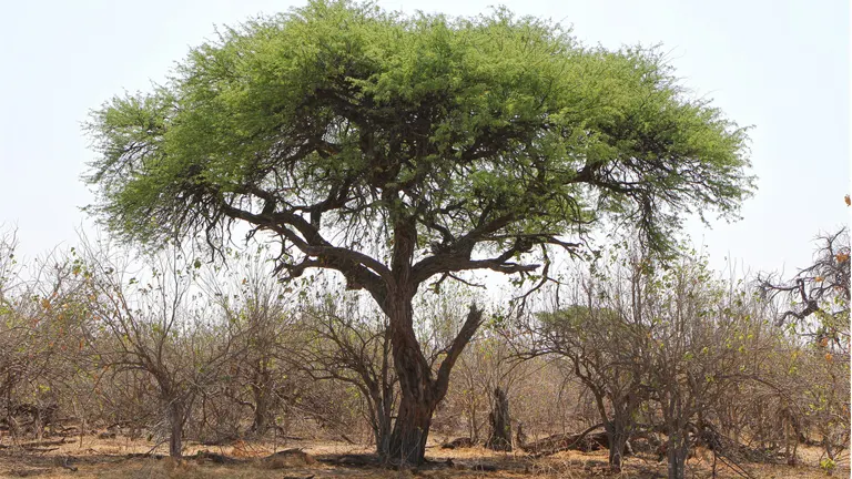 Acacia tree with a broad canopy in a dry, sparse landscape.