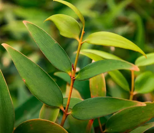 Close-up of green leaves of Agathis dammara (Damar Pine).