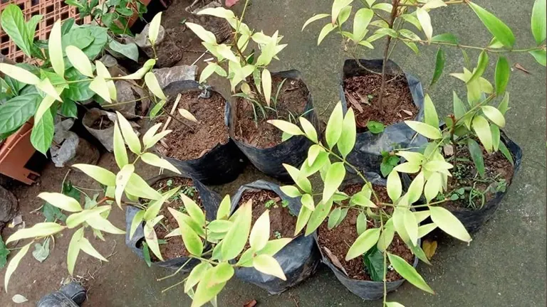 Young Almaciga Tree seedlings in black planting bags.