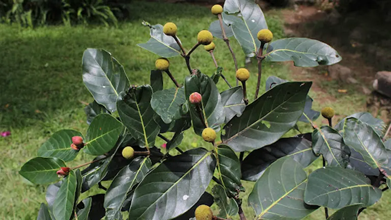 Branch of a Lisak Tree with glossy green leaves and small round fruit.