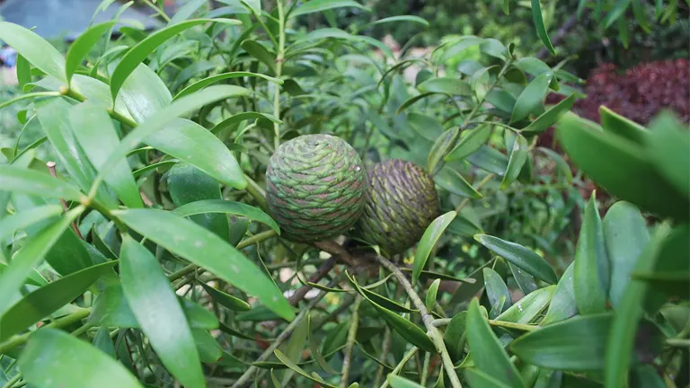 Close-up of Almaciga Tree branches with green cones and lush foliage.