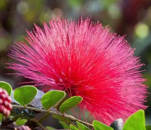 Bright pink, fluffy flower on a Lisak Tree branch with green leaves.