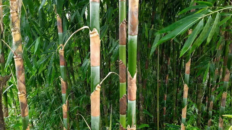 Tall green culms of the Muli Bamboo Tree with dry brown sheaths, surrounded by dense bamboo foliage.