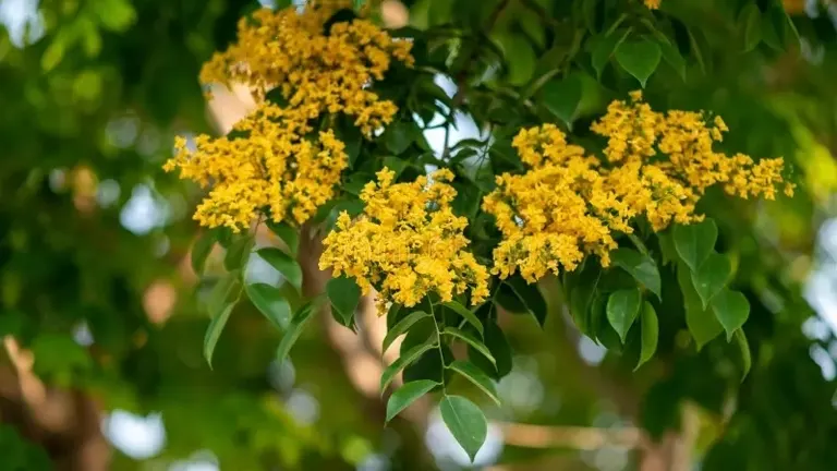 Acacia Tree