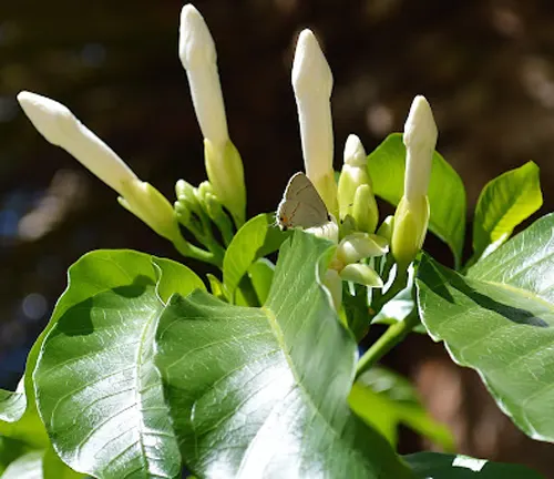 White flower buds on a Lisak Tree branch with large green leaves.