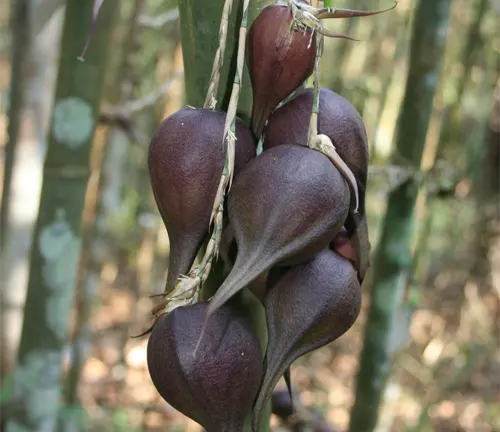 Cluster of dark, teardrop-shaped fruits of the Melocanna Baccifera bamboo.