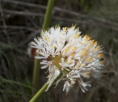 Cluster of small white flowers with yellow tips on a Lisak Tree branch.