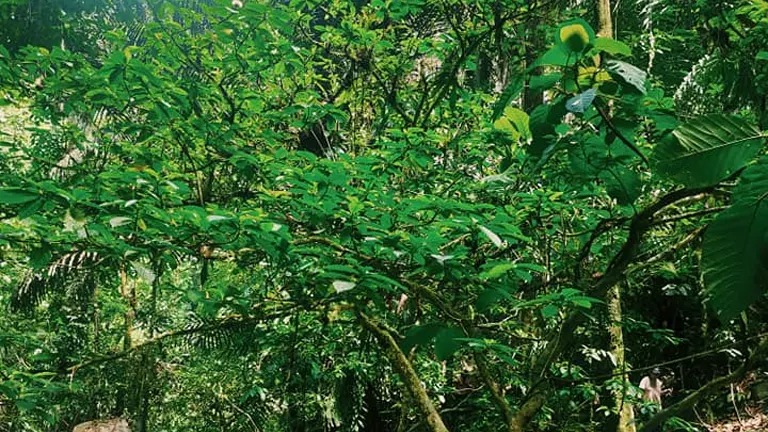 Lisak Tree in a dense forest with bright green leaves and slender branches.