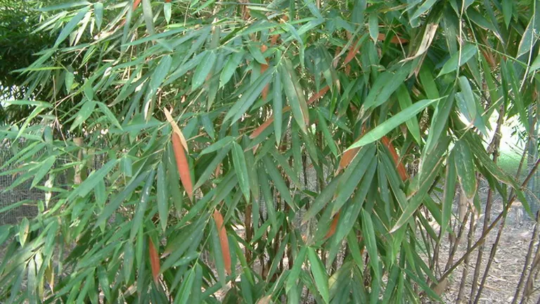 Dense green foliage of the Muli Bamboo Tree with some reddish-brown leaves.