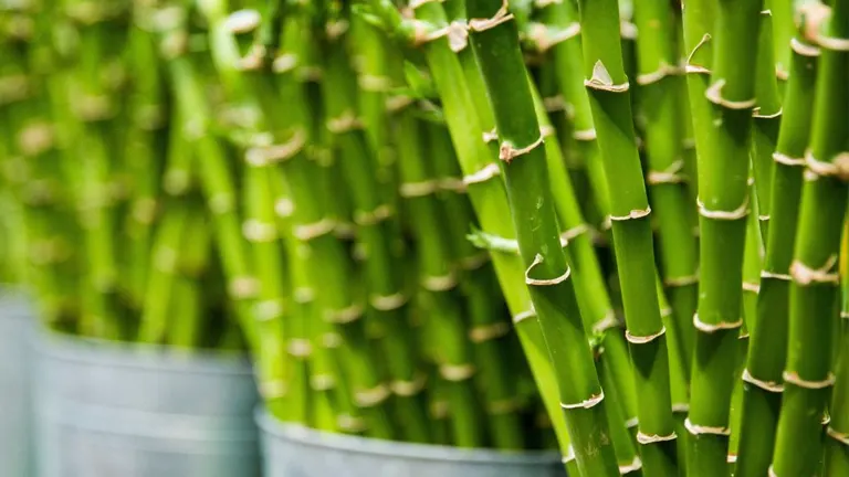 Close-up of vibrant green Muli Bamboo Tree culms with visible nodes.