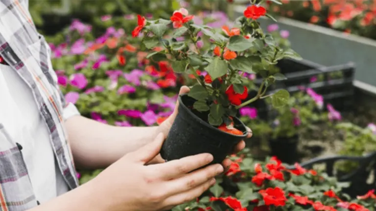 A person holds a potted red flower, surrounded by colorful plants in a garden nursery, illustrating floriculture's role in cultivating and displaying ornamental plants.