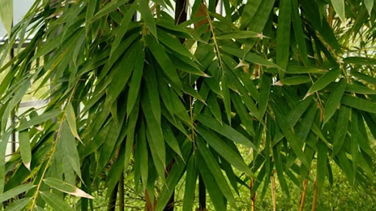 Muli Bamboo Tree