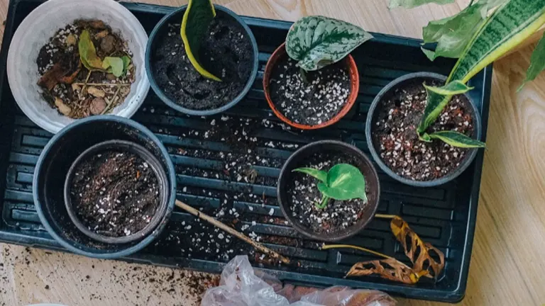 Small potted plants in various stages of growth are arranged on a tray, illustrating the early stages of plant cultivation in floriculture.