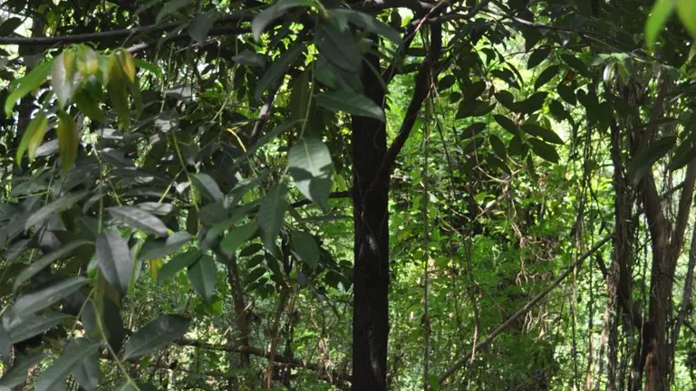 Philippine Bolong-Eta Tree with dark bark and green foliage in a dense forest setting.