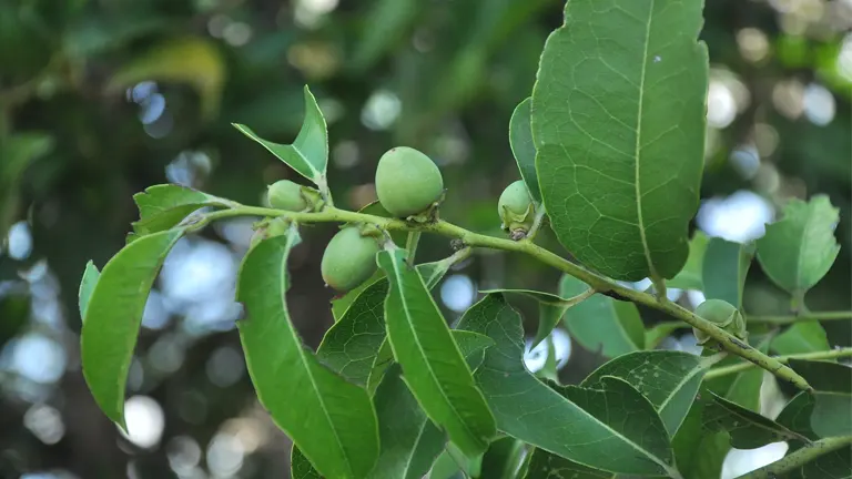 Bolong-Eta Tree