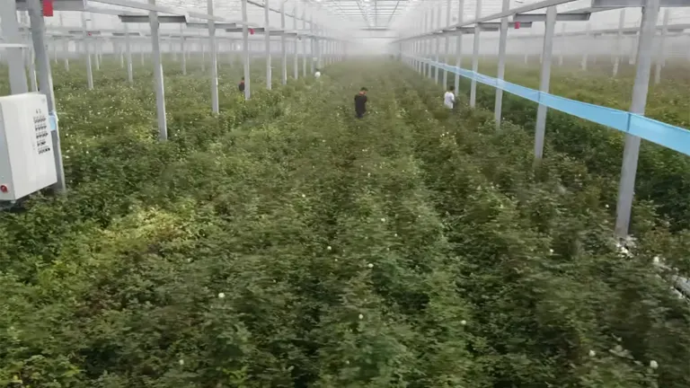 Workers tend to large rows of flowering plants in a greenhouse, showcasing the large-scale cultivation of flowers in floriculture for commercial production.