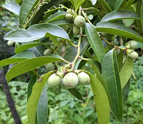 Diospyros pilosanthera var. pilosanthera with green fruit clusters and elongated leaves.