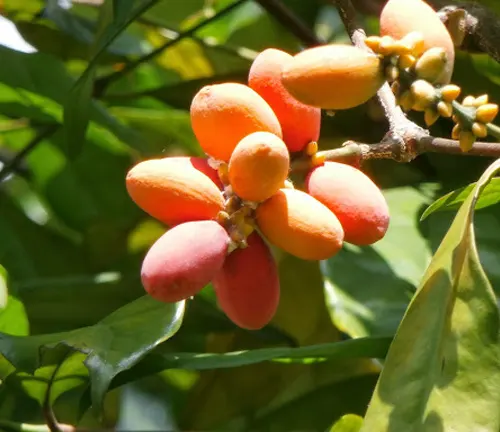 Diospyros ferrea with clusters of orange-red fruit.