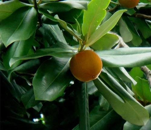 Diospyros blancoi with round orange fruit and broad green leaves.