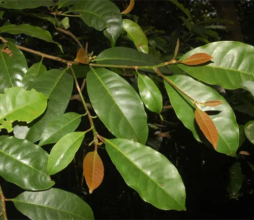 Close-up of Palaquium Sorsogonense  leaves with glossy green and young reddish-brown foliage.