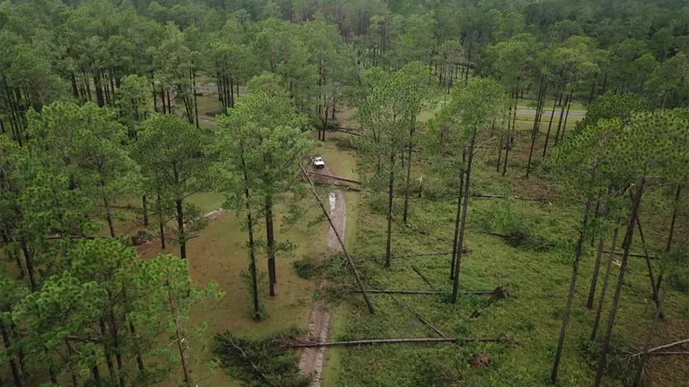 Damaged pine trees scattered across a forest, with fallen trees blocking a dirt road after a hurricane.