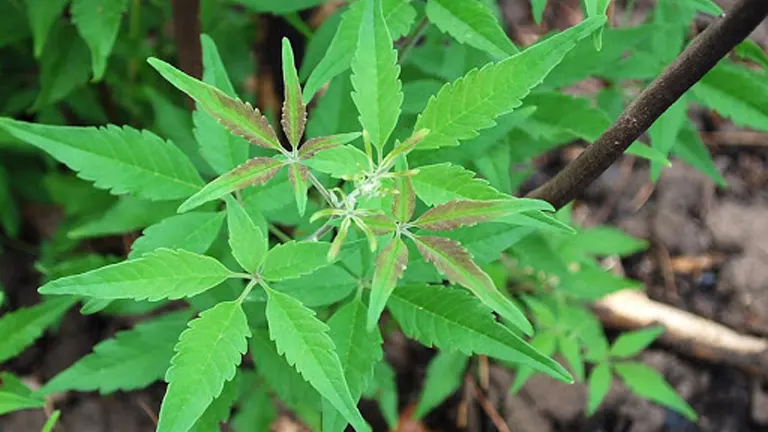 Close-up of Lagundi tree leaves, featuring five elongated, green leaflets.