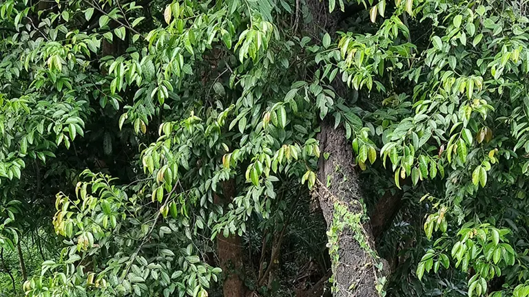 Philippine Bolong-Eta Tree with dense green foliage and thick trunk.