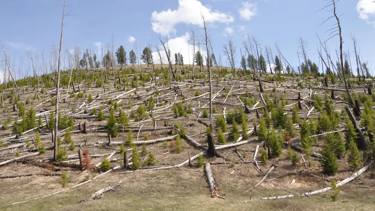 Young trees sprouting among fallen trunks on a hillside, showing early forest recovery after hurricane damage.