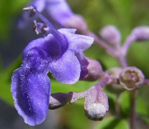 Close-up of a purple Lagundi tree flower with delicate petals.