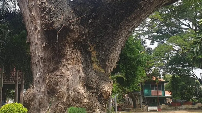 Massive trunk of an old Philippine Bolong-Eta Tree with rough bark.