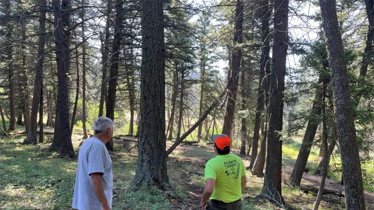 Two men assessing forest damage, examining fallen trees and potential hazards as part of recovery efforts after a hurricane.