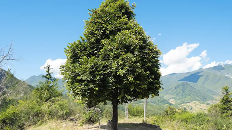 Philippine Kamagong tree in a mountainous landscape under a clear sky.