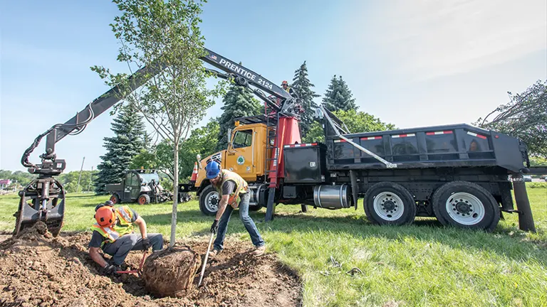 Workers replanting a tree with heavy machinery, demonstrating efforts to restore forest areas after hurricane damage.