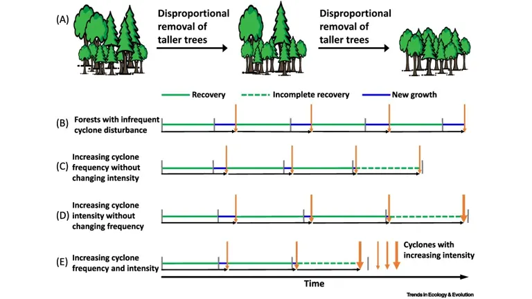 Diagram showing forest recovery stages after cyclones, highlighting how increasing cyclone frequency and intensity lead to slower or incomplete recovery, especially with taller trees disproportionately removed.