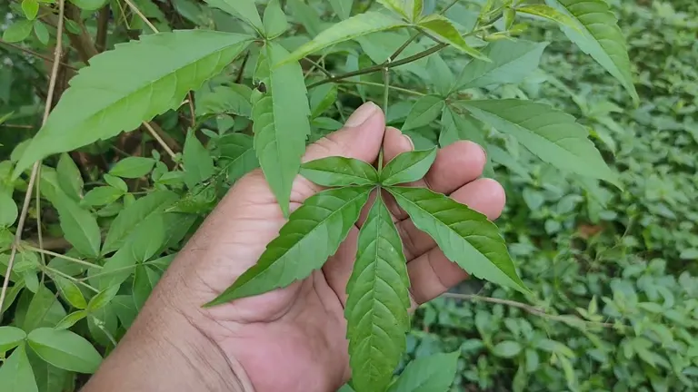 Hand holding a Lagundi tree leaf with five pointed green leaflets.