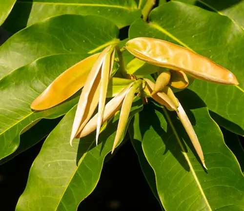 Diospyros blancoi leaves and budding fruit.