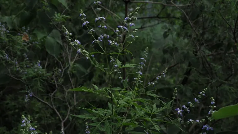 Lagundi tree with purple flower spikes and green leaves in a forest setting.