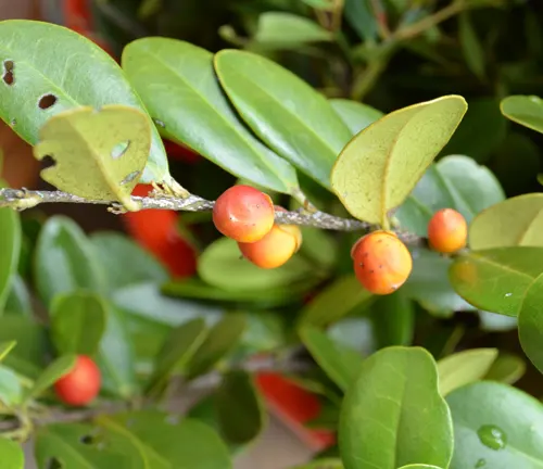 Diospyros ferrea branch with small orange fruit.