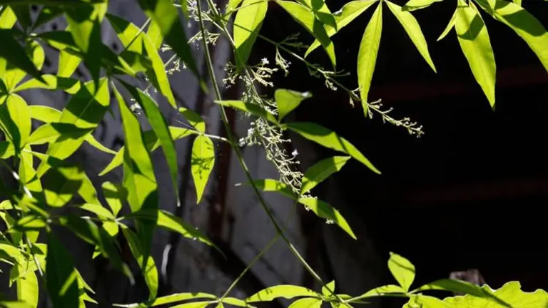 Lagundi tree branches with bright green leaves and small flower buds.