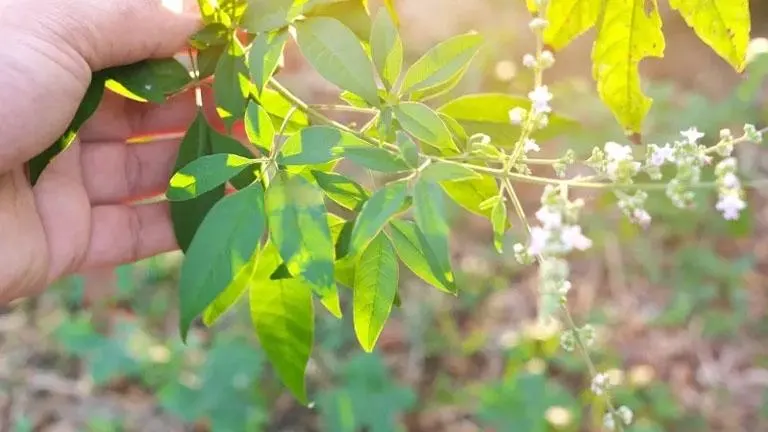 Hand holding a Lagundi tree branch with green leaves and small white flowers.