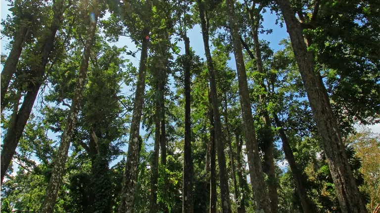 Philippine Kamagong trees in a dense forest.