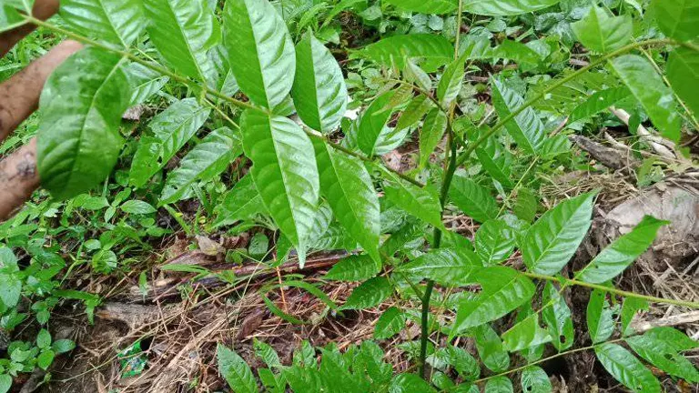 Young Kalantas tree with bright green, pinnate leaves in a forested area.